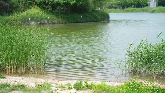 4K风景植物素材——湖边的水草