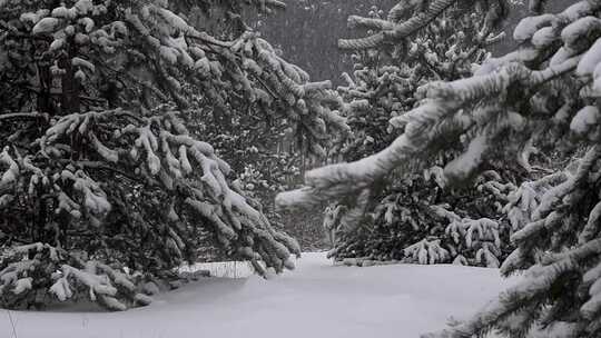 下雪森林树林