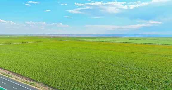 向日葵花海里的中国高速公路