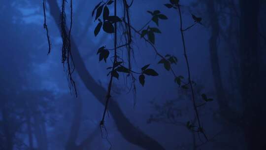 蓝色浓雾弥漫的迷幻森林视频素材模板下载