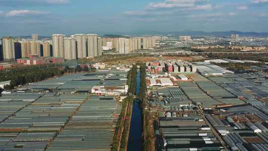 昆明斗南的鲜花蔬菜大棚