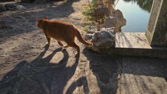 流浪猫猫咪小猫在阳光下行走散步