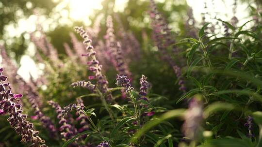 夕阳下的花卉光影