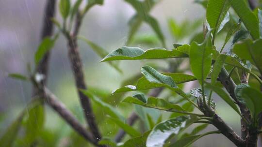 雨落在树叶上的特写镜头