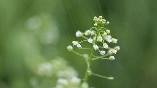 农村下雨倾盆瓢泼大雨荠菜花朵视频素材模板下载