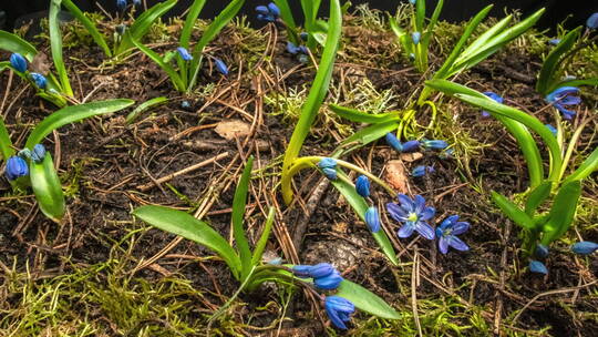 春天盛开的蓝色小花视频素材模板下载