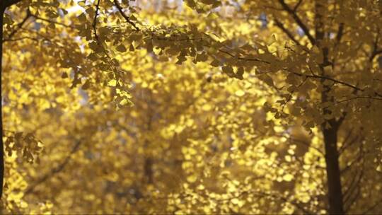 金黄色的银杏树林视频素材模板下载
