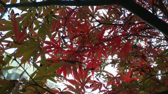 秋天红色的枫叶鸡爪槭红枫视频素材模板下载
