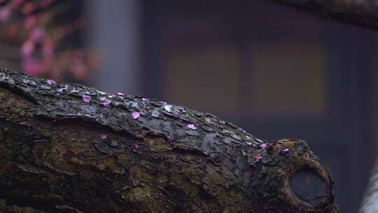 杭州西湖都锦生故居梅花风景