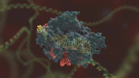 生物科学 基因编辑 DNA 基因工程 医学动画