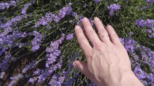 抚摸美丽的紫色薰衣草