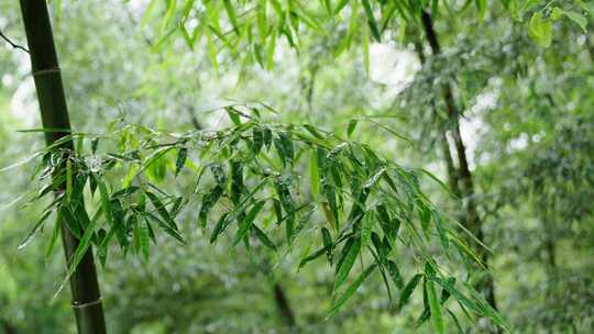 竹林竹叶禅意下雨天唯美空镜