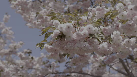樱花树上樱花开了