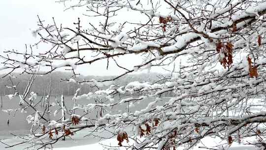 雪覆盖着树枝，上面有雪，还有一个湖