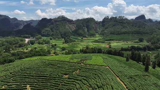 武夷山红茶茶园茶树茶叶航拍