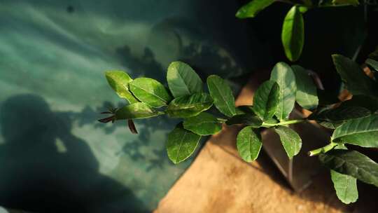 柠檬基地 柠檬树 柠檬 水果 农作物 植物