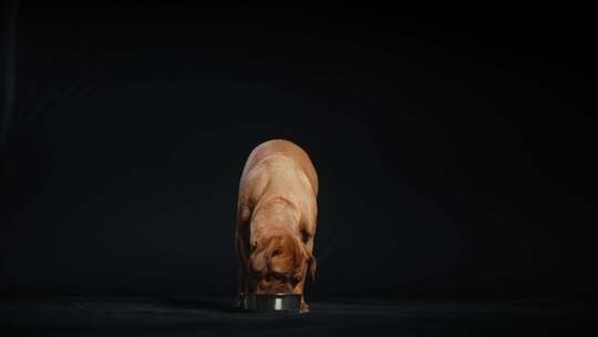 Dogue De Bordeaux，狗，