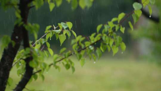 下雨天大自然阴天