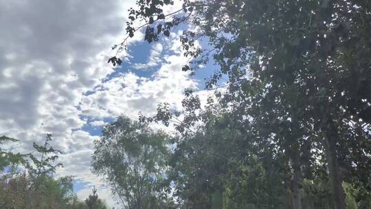 蓝天白云下的公园树木视频素材模板下载
