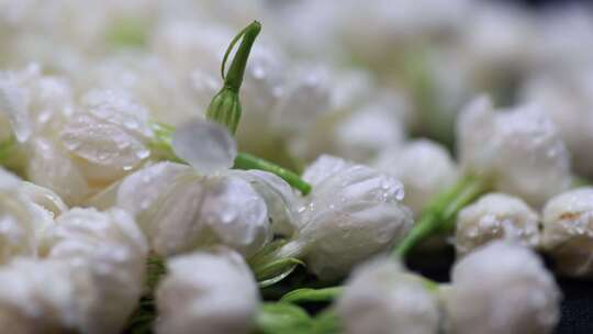 升格慢动作微距特写茉莉花与茉莉花茶制作