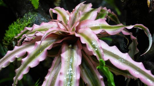 【镜头合集】雨林缸造景热带植物观赏