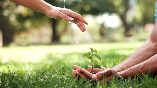 手，植物和水与生态生长，草或树叶与人在环