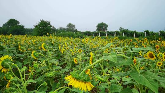 4K高清实拍太阳花向日葵种植园特写视频素材模板下载