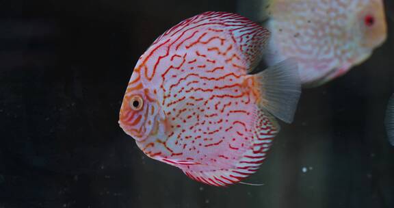 水族馆里各种鱼类视频素材