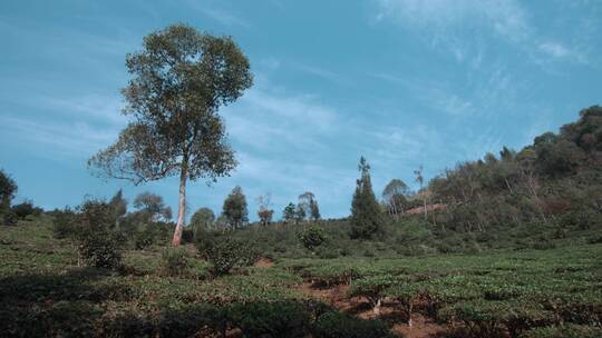 茶山延时视频云南普洱茶山茶叶种植区