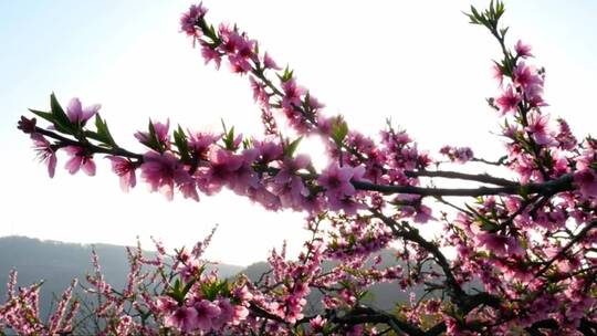 春天迷人的桃花枝特写