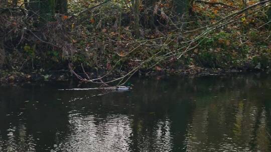一只野鸭在湖面上划水