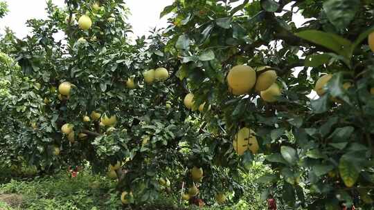 金柚丰收密柚种植基地