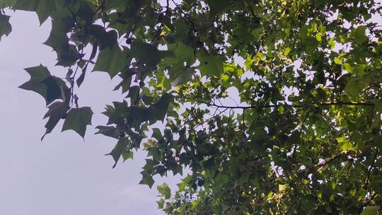 风吹树叶植物夏日风景实拍