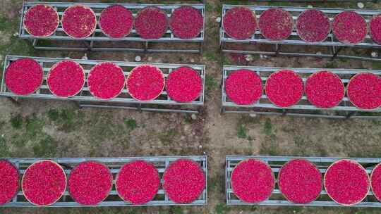 海南三亚博后村农民晾晒成玫瑰化妆品精油视频素材模板下载