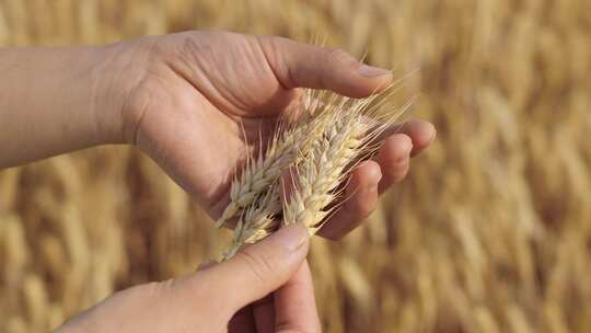 手握麦穗丰收的小麦