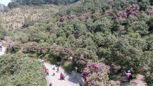 旅游景区湖南中坡山春天野生山茶花盛开