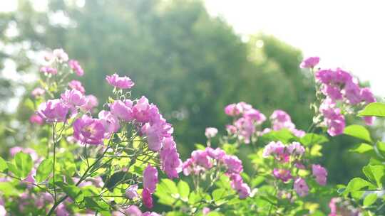 逆光明亮的蔷薇花治愈风景