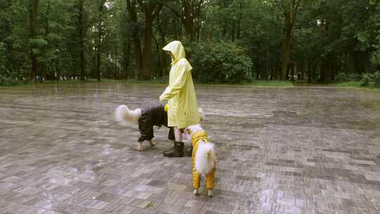 穿着雨衣的人训练狗