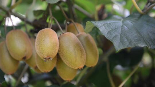农村成熟的猕猴桃奇异果果实