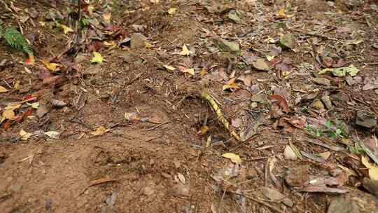 浙江杭州龙门山土壤4K实拍视频