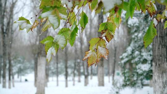 北京初冬树枝上落满积雪