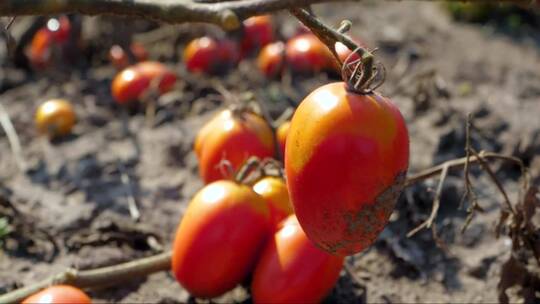 红色的西红柿挂在干燥的树枝上。干旱的后果