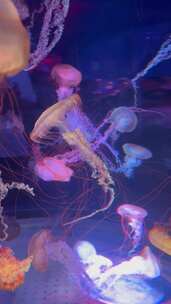 紫海刺水母