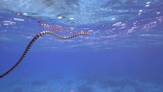 带状海蛇在下降回海底之前在水面呼吸4K