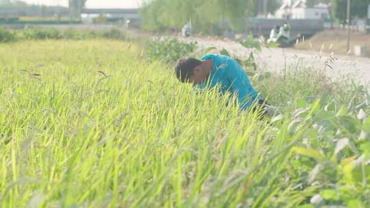 宁夏灵武白笈滩稻田劳作