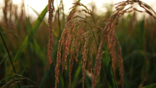 农田 水稻稻田 稻穗 水稻丰收 水稻生长