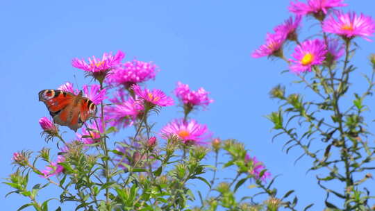 荷兰菊上蝴蝶和蜜蜂