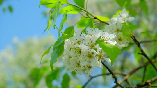 春天树林森林 仰拍树荫 梨花 阳光树林