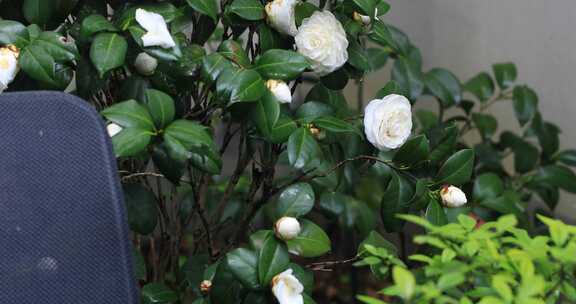 院子里美丽的白茶花