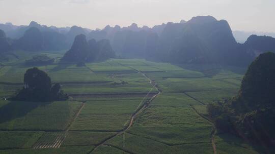 广西甘蔗种植基地环绕镜头